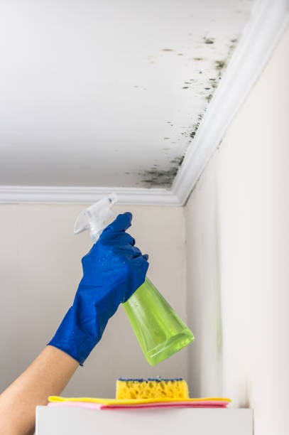Best Affordable Mold Removal  in Eden, NC